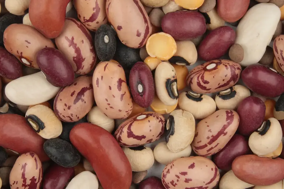 Gros plan sur un mélange de haricots secs de couleurs variées, rouges, blancs, tachetés et noirs, avec des pois cassés et des lentilles